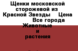 Щенки московской сторожевой из “Красной Звезды“ › Цена ­ 30 000 - Все города Животные и растения » Собаки   . Адыгея респ.,Майкоп г.